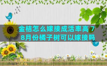 金桔怎么嫁接成活率高 7  8月份橘子树可以嫁接吗